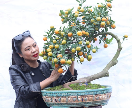 Chậu quất bonsai có thân cây “lượn sóng” độc đáo Chậu quất bonsai có thân cây “lượn sóng” độc đáo