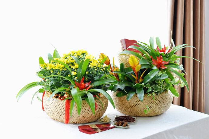 Ý nghĩa của hoa cúc ngày tết Ý nghĩa của hoa cúc ngày tết
