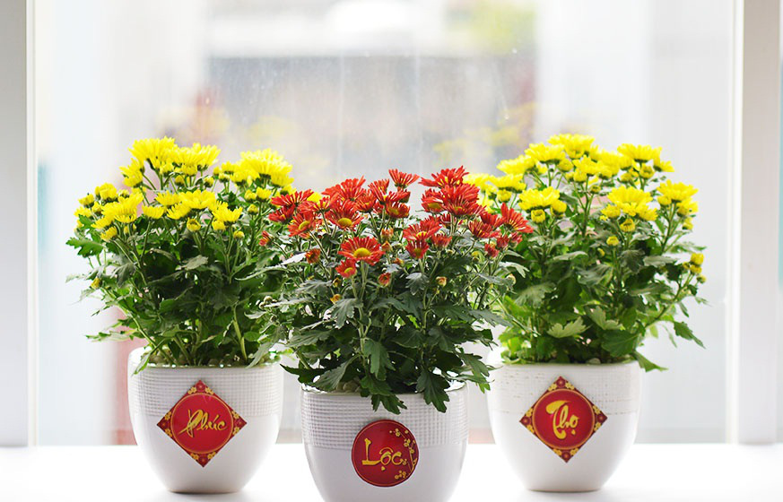 Những lưu ý khi trưng hoa cúc ngày Tết Những lưu ý khi trưng hoa cúc ngày Tết
