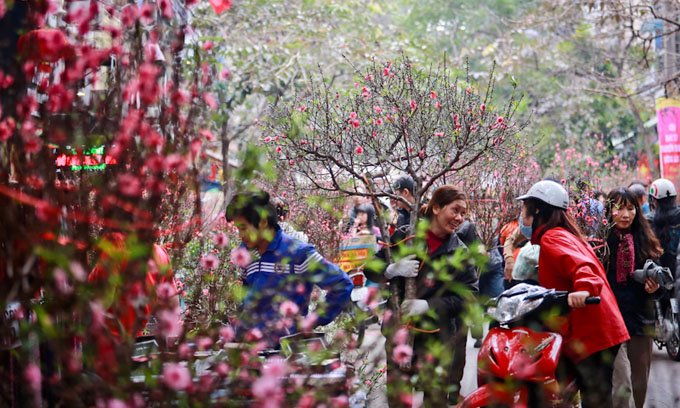 Hoa ngày tết Hoa ngày tết
