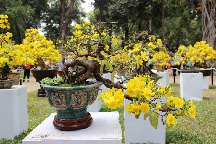 Hoa mai Hoa mai