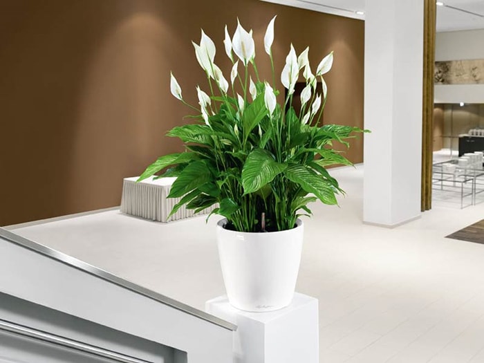 Cây trồng trong phòng ngủ - Cây lan ý Cây trồng trong phòng ngủ - Cây lan ý