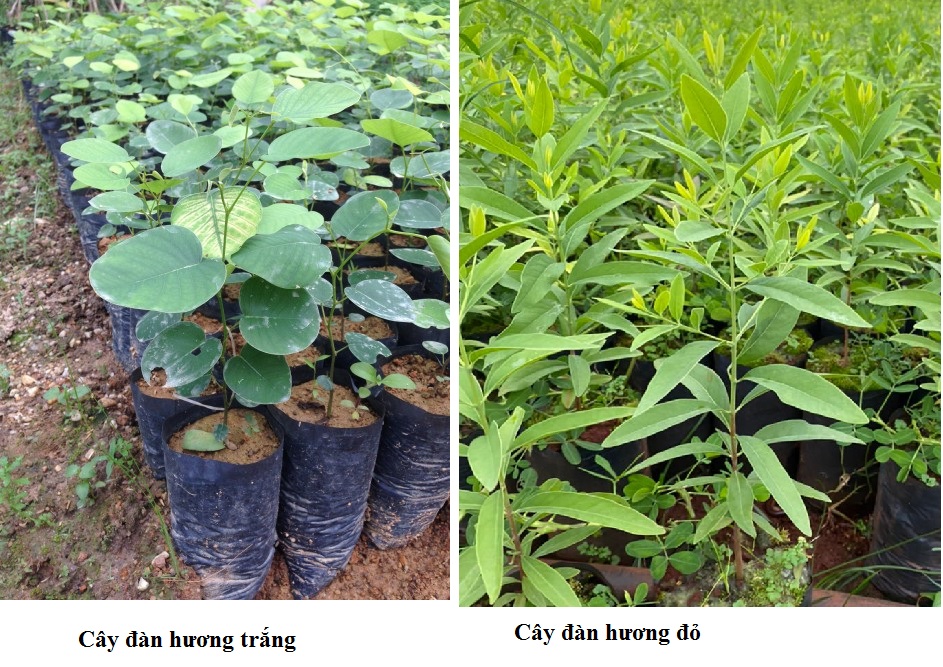 Gỗ đàn hương trắng Gỗ đàn hương trắng