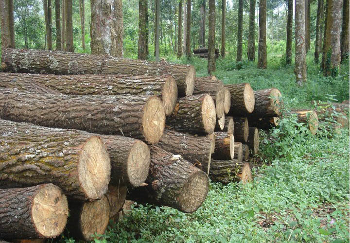 Gỗ tự nhiên Gỗ tự nhiên