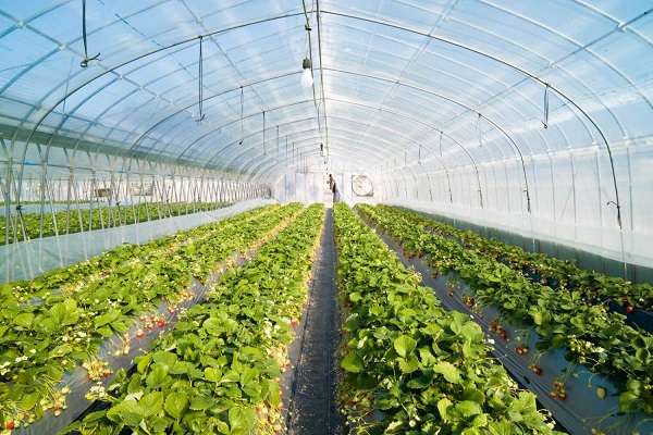 Tấm lợp lấy sáng trong trồng rau Tấm lợp lấy sáng trong trồng rau