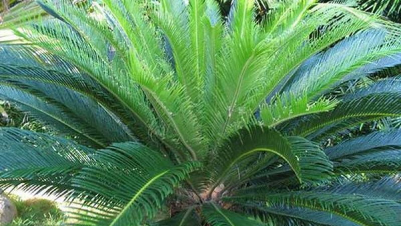 Cây vạn tuế Cây vạn tuế