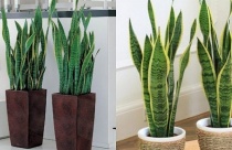Cẩn thận với những loại cây “đẹp mà độc”