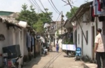 Ý nghĩa phong thủy của cây thường xuân