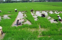 Nên thừa nhận 4 loại sở hữu đất đai