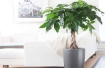Điều ít biết về cây Kim Ngân