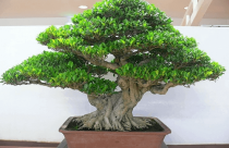 Cây nguyệt quế có mấy loại?