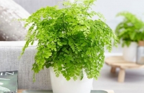 Ý nghĩa phong thủy cây tóc thần vệ nữ