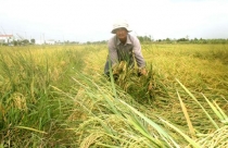 Nhà nông sống khổ bên đất bỏ hoang