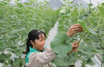 Tín dụng tăng, vốn chảy vào đâu?